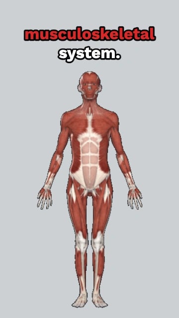 What Do Orthopedic Surgeons Do?