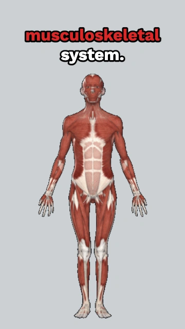 What Do Orthopedic Surgeons Do?